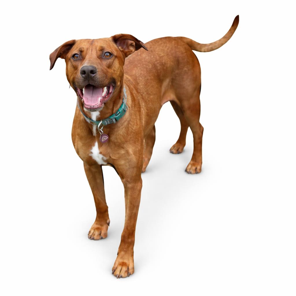 Enlarge Micah, a Adoptable Labrador Retriever in Nashville, TN image 2/2