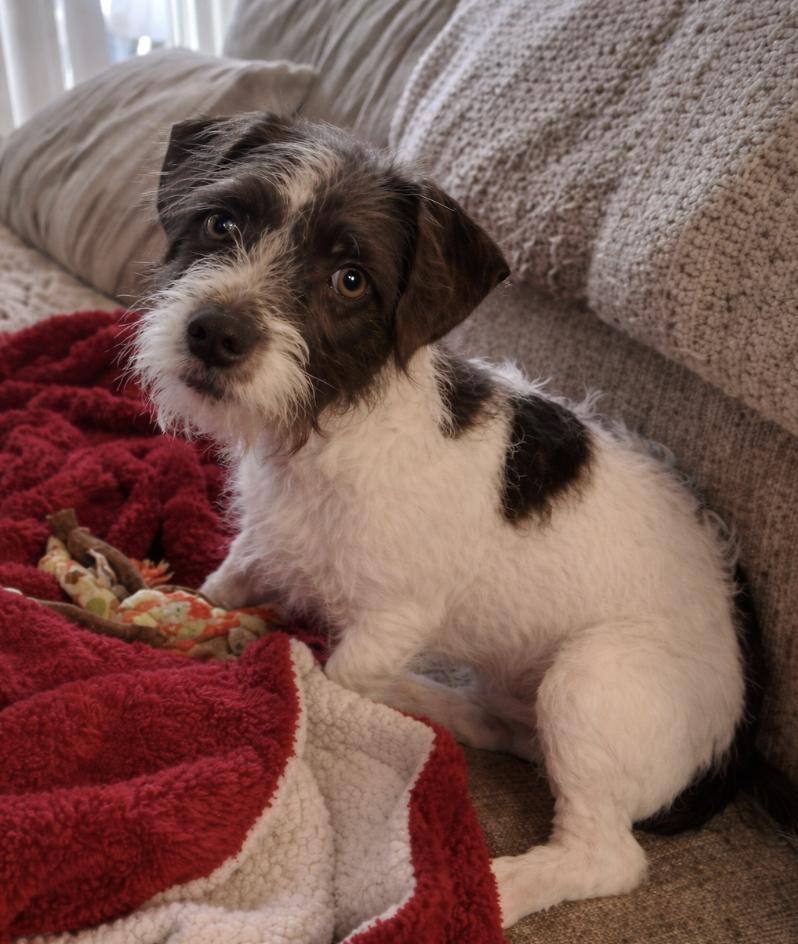 Obie , adopted, Young Male Shih Tzu & Jack Russell Terrier.