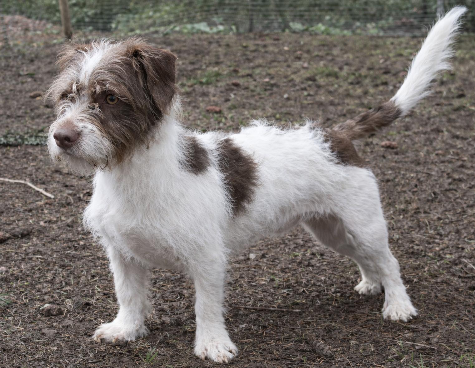 Enlarge Obie , an adopted mixed breed in Puyallup, WA image 2/3