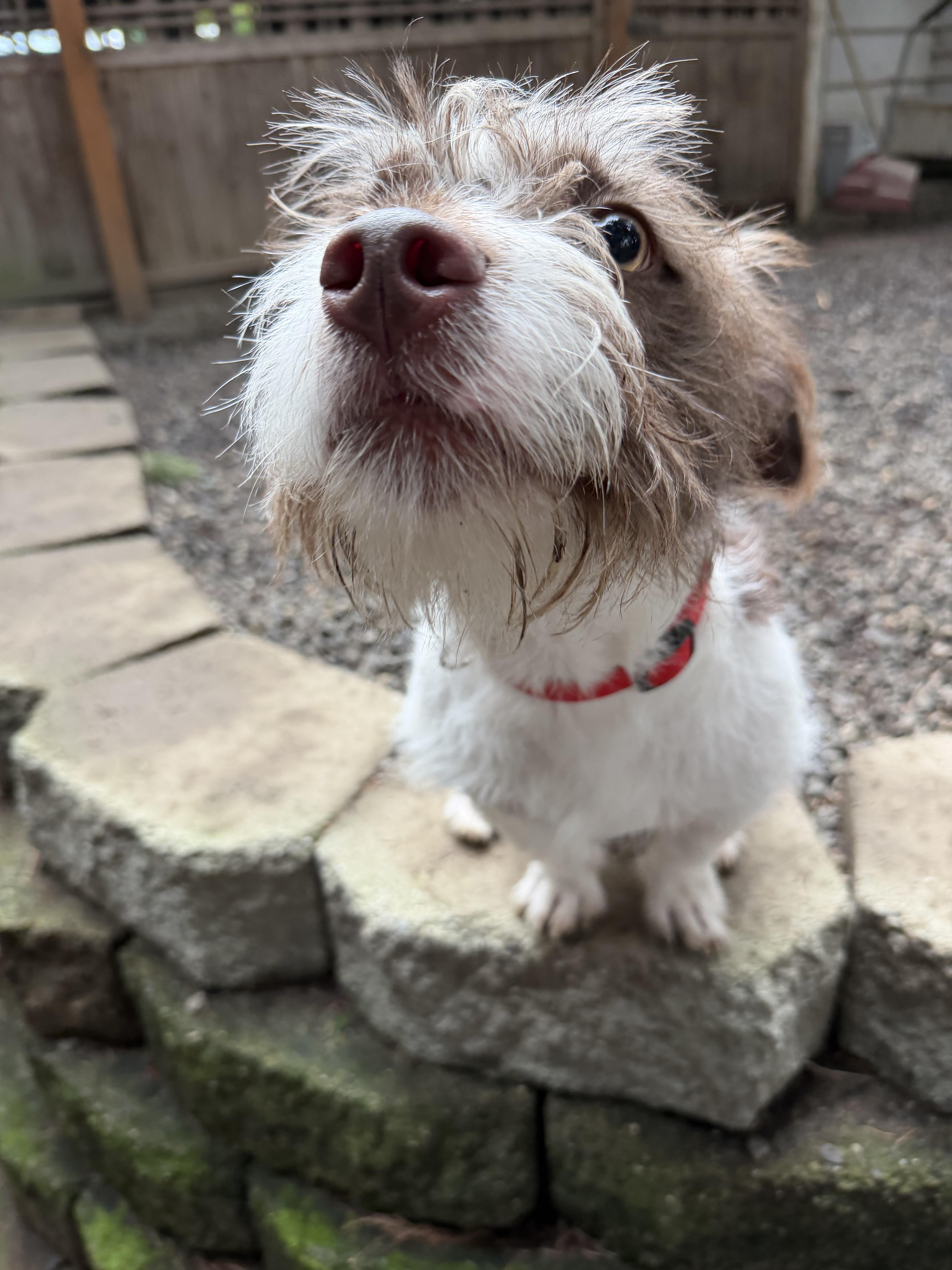 Enlarge Obie , an adopted mixed breed in Puyallup, WA image 3/3