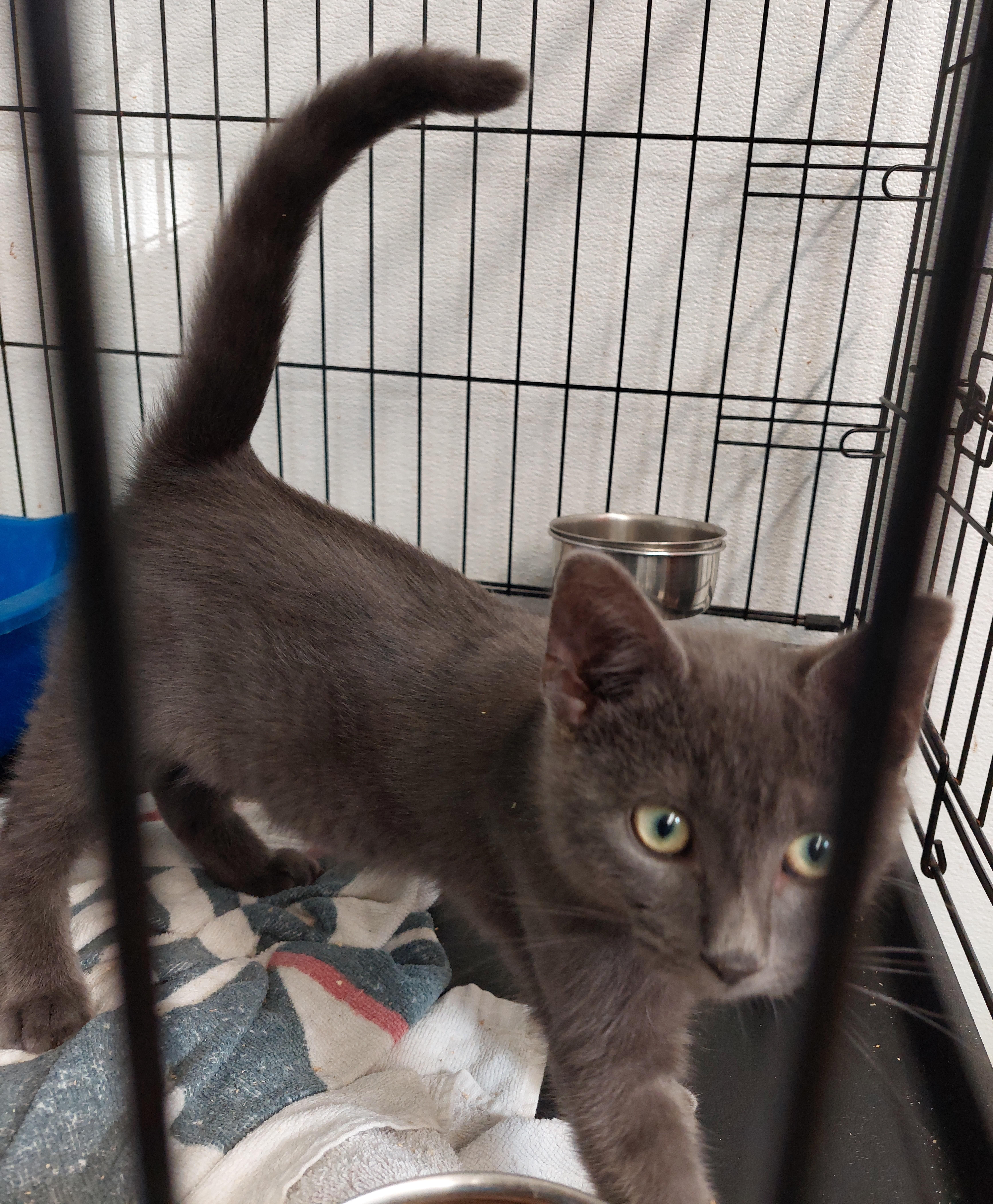 Enlarge Diego, a Adopted Domestic Short Hair in Rehoboth, MA image 2/3