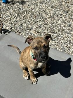 Peach, ADOPTABLE, Puppy Female Pit Bull Terrier & Siberian Husky.