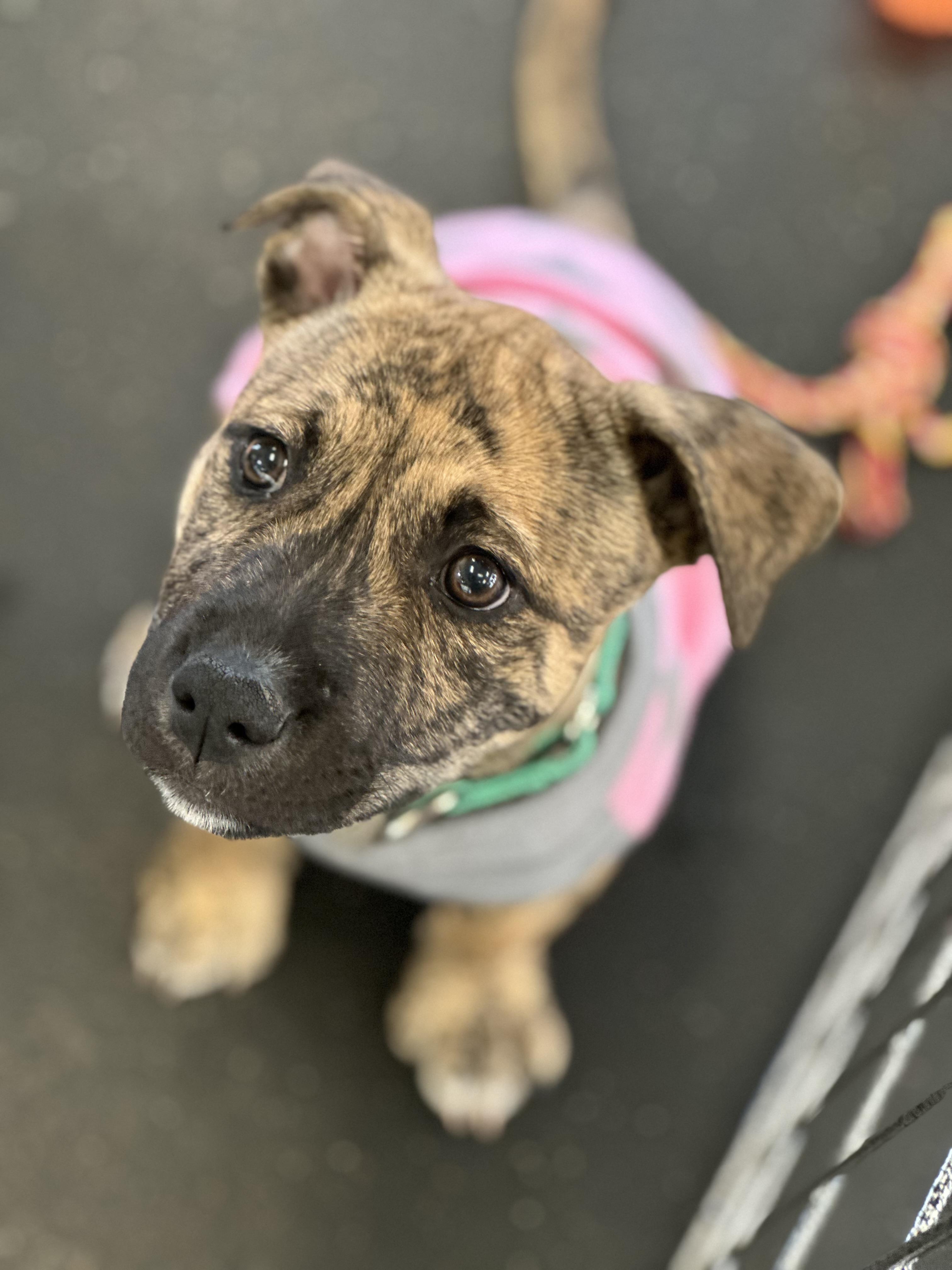 Peach, a ADOPTABLE mixed breed in SACRAMENTO, CA image 1/2