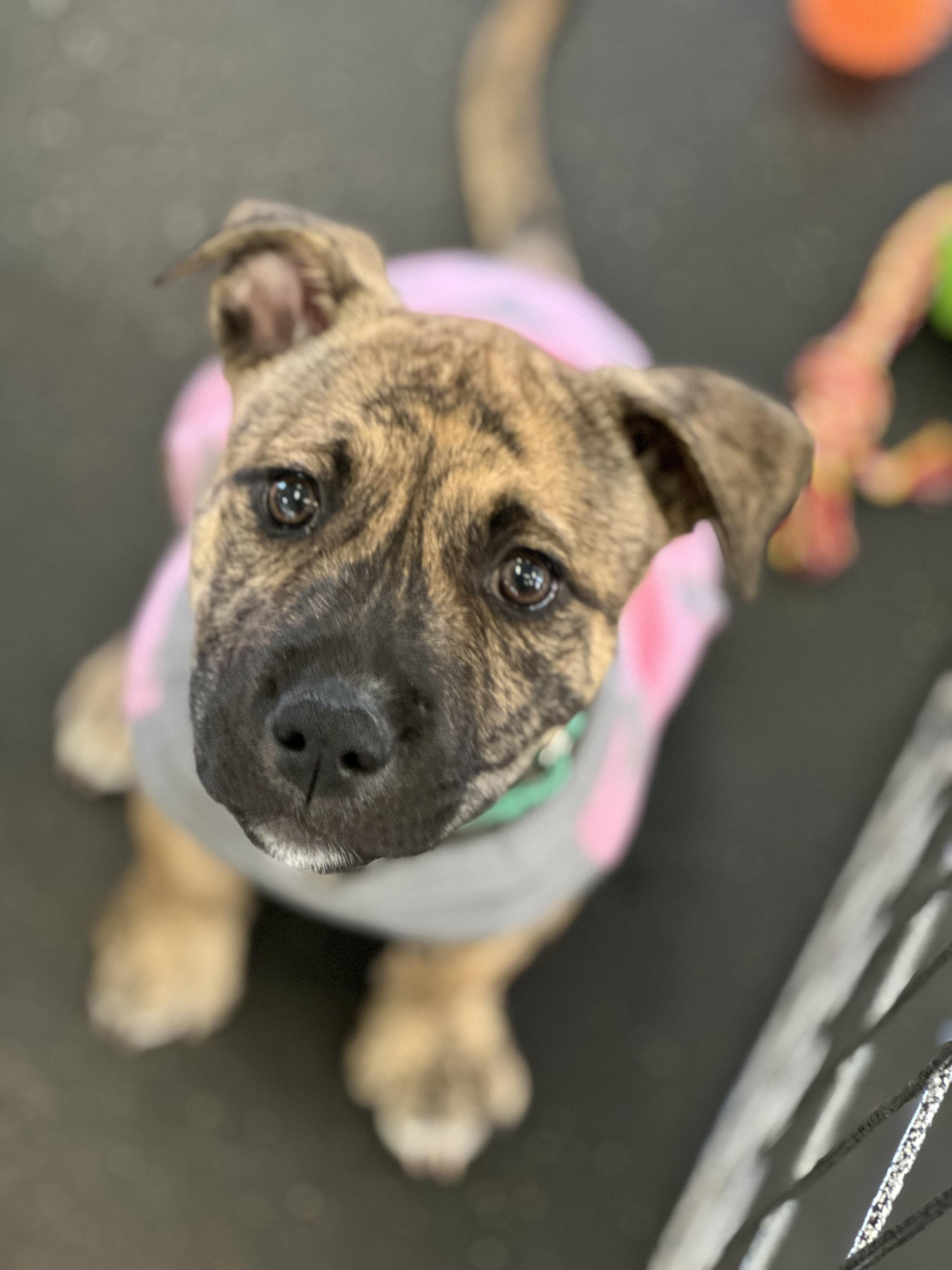 Peach, a ADOPTABLE mixed breed in SACRAMENTO, CA image 2/2
