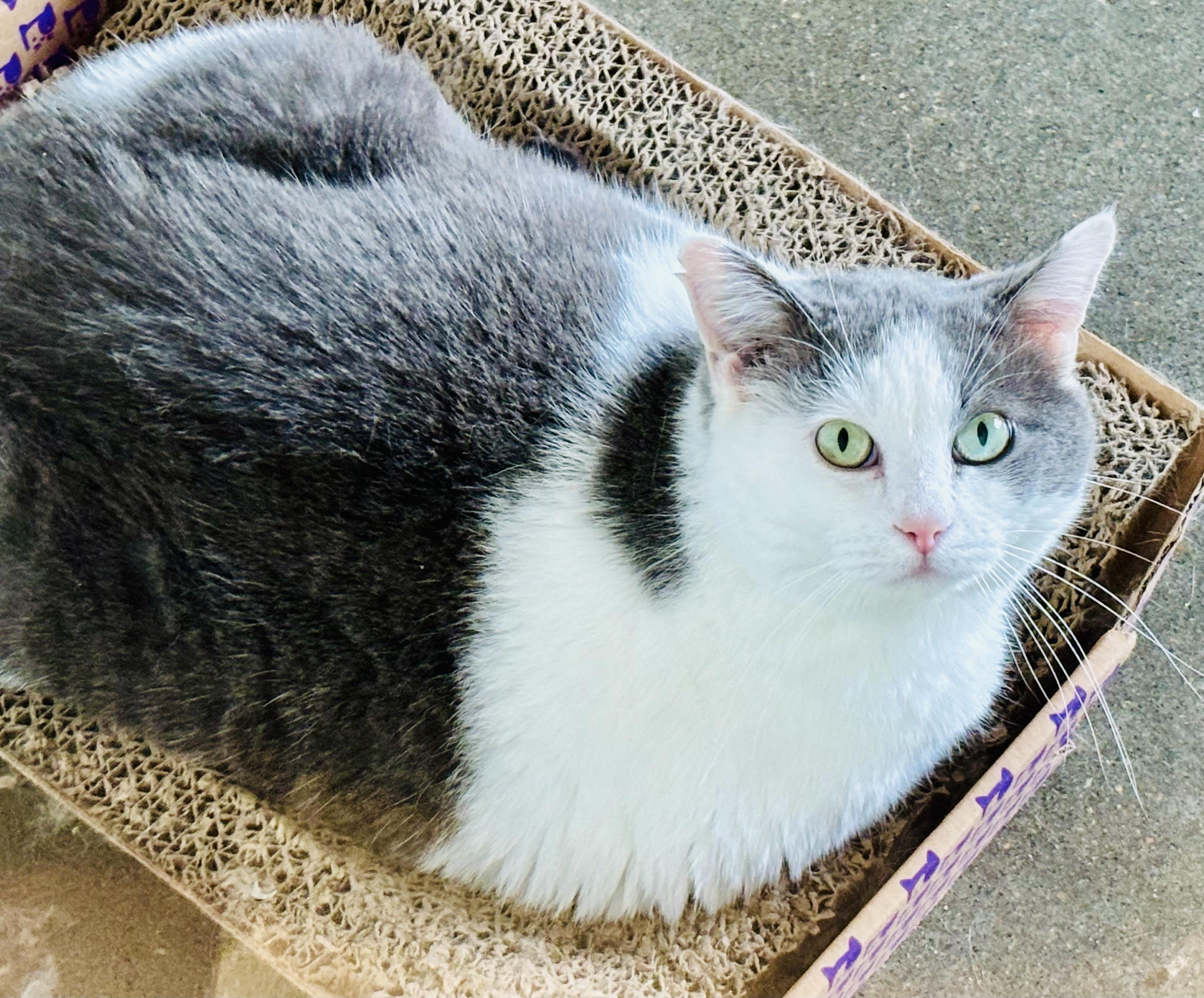 Dobey, ADOPTABLE, Adult Male Domestic Short Hair.