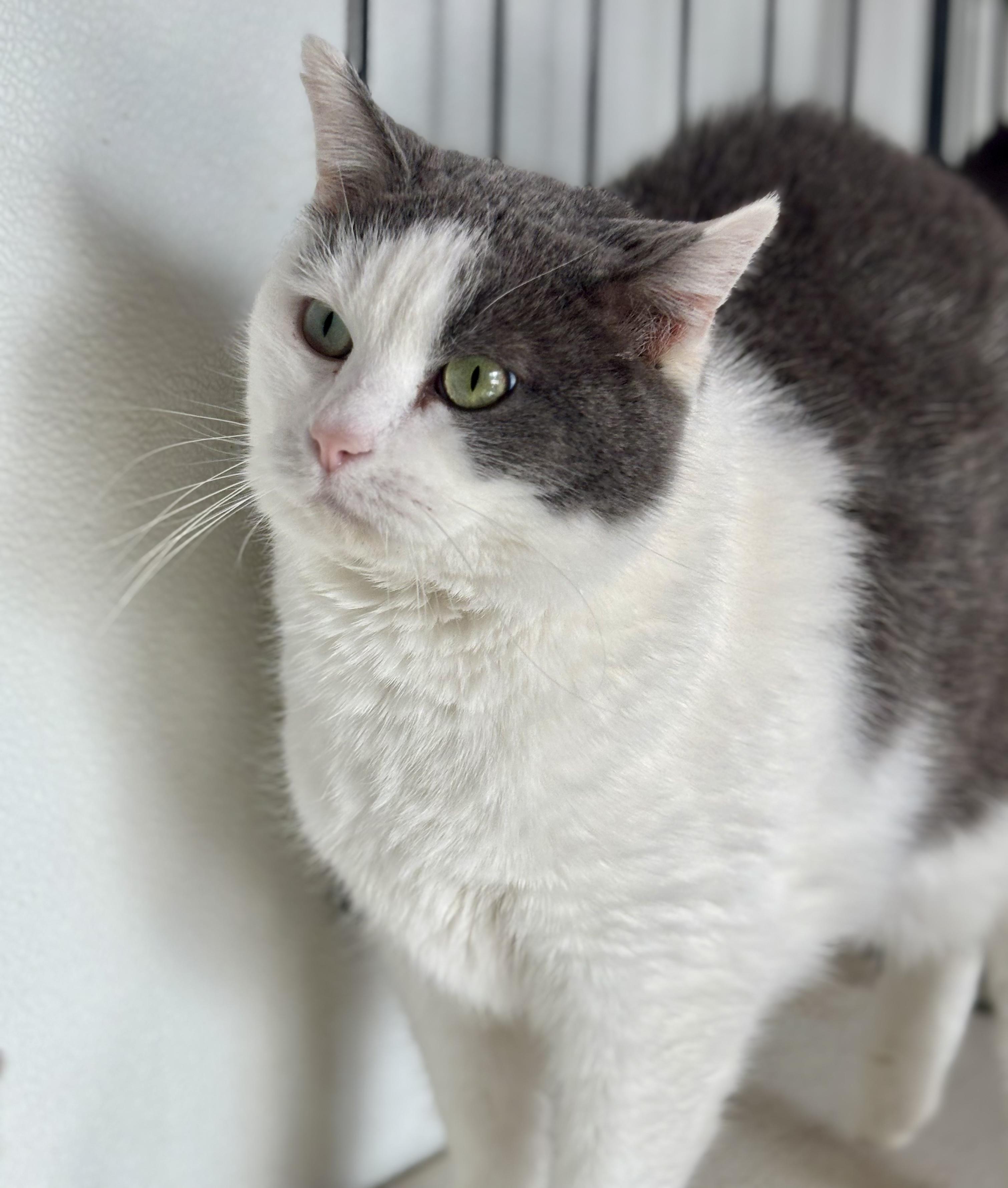 Enlarge Dobey, a ADOPTABLE Domestic Short Hair in Shenandoah, IA image 3/3