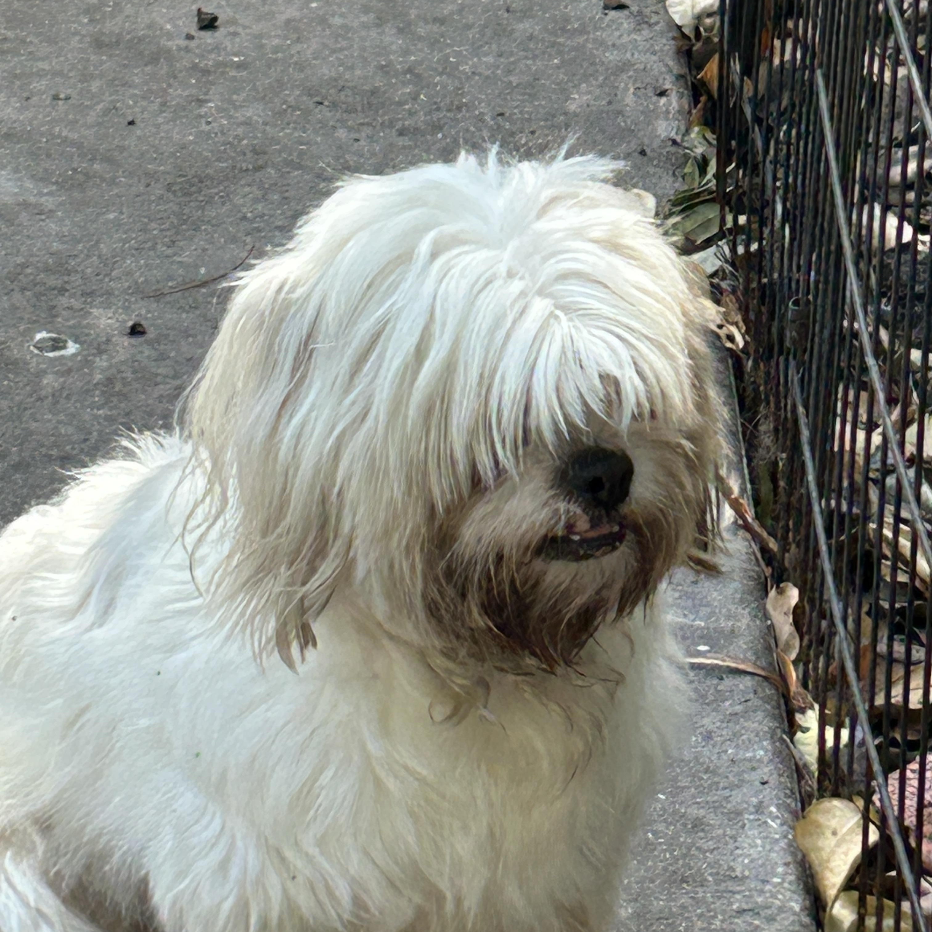 Missy Lhasa, ADOPTABLE, Young Female Lhasa Apso.