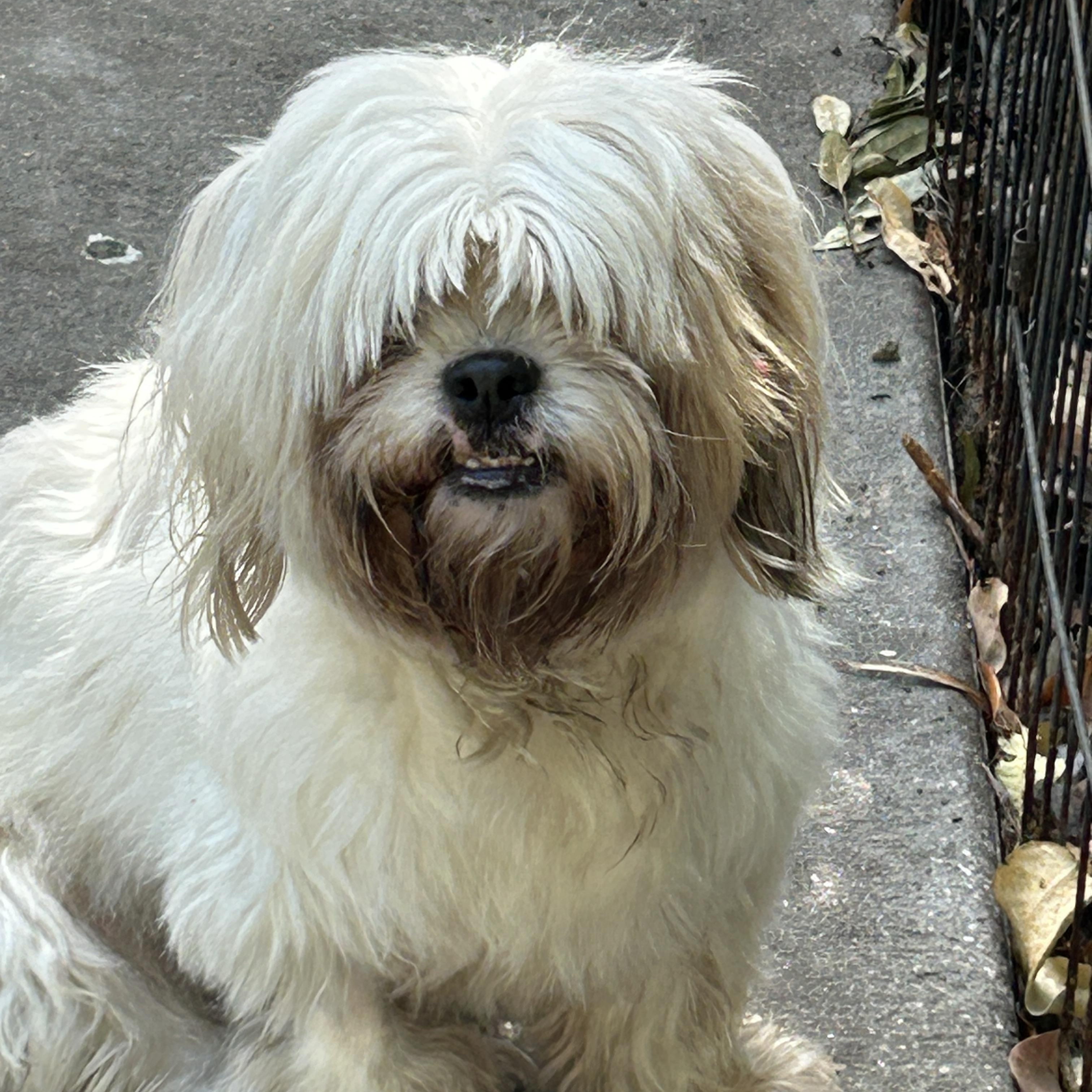 Enlarge Missy Lhasa, a ADOPTABLE Lhasa Apso in Sarasota, FL image 3/6