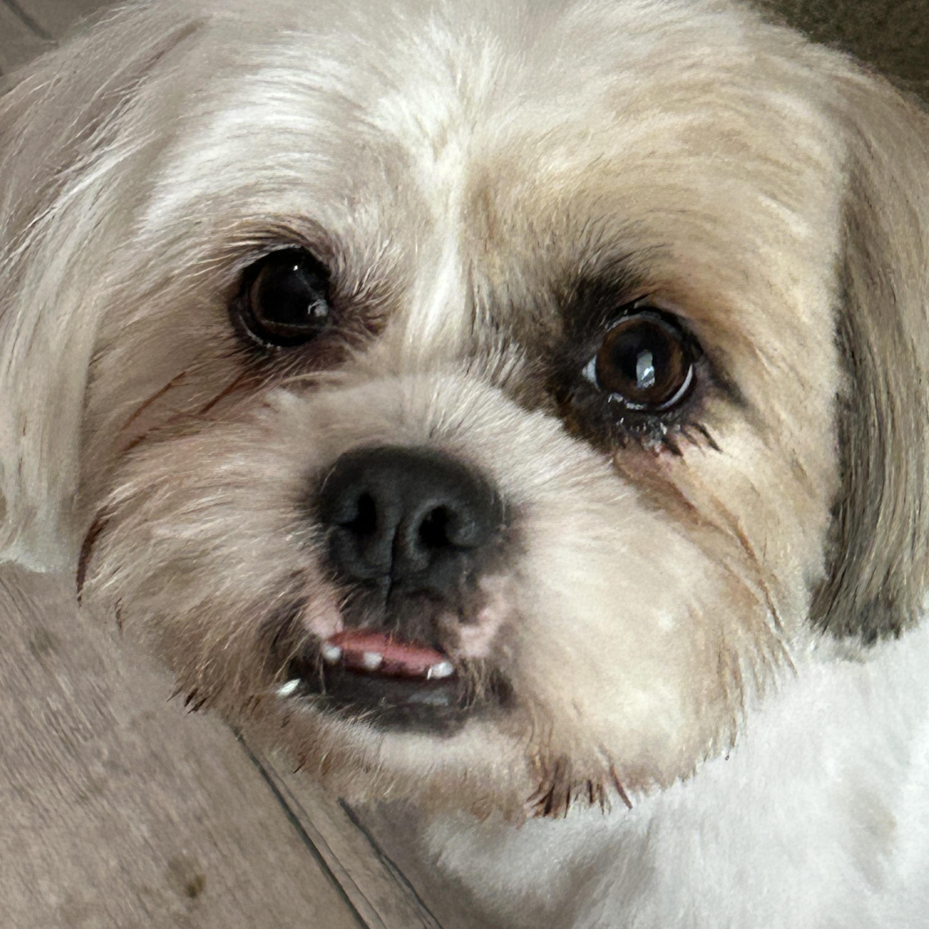 Enlarge Missy Lhasa, a ADOPTABLE Lhasa Apso in Sarasota, FL image 5/6