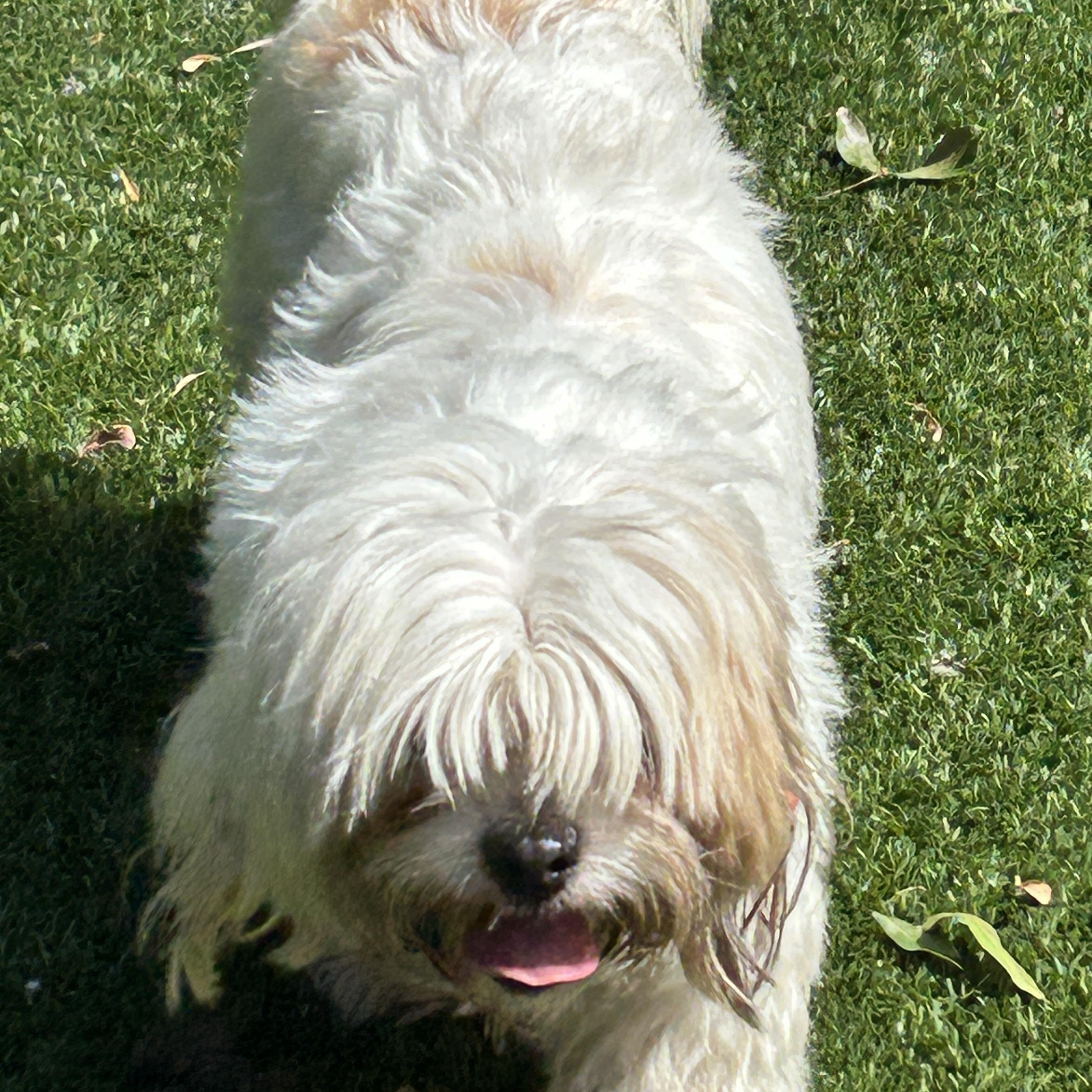 Enlarge Missy Lhasa, a ADOPTABLE Lhasa Apso in Sarasota, FL image 4/6