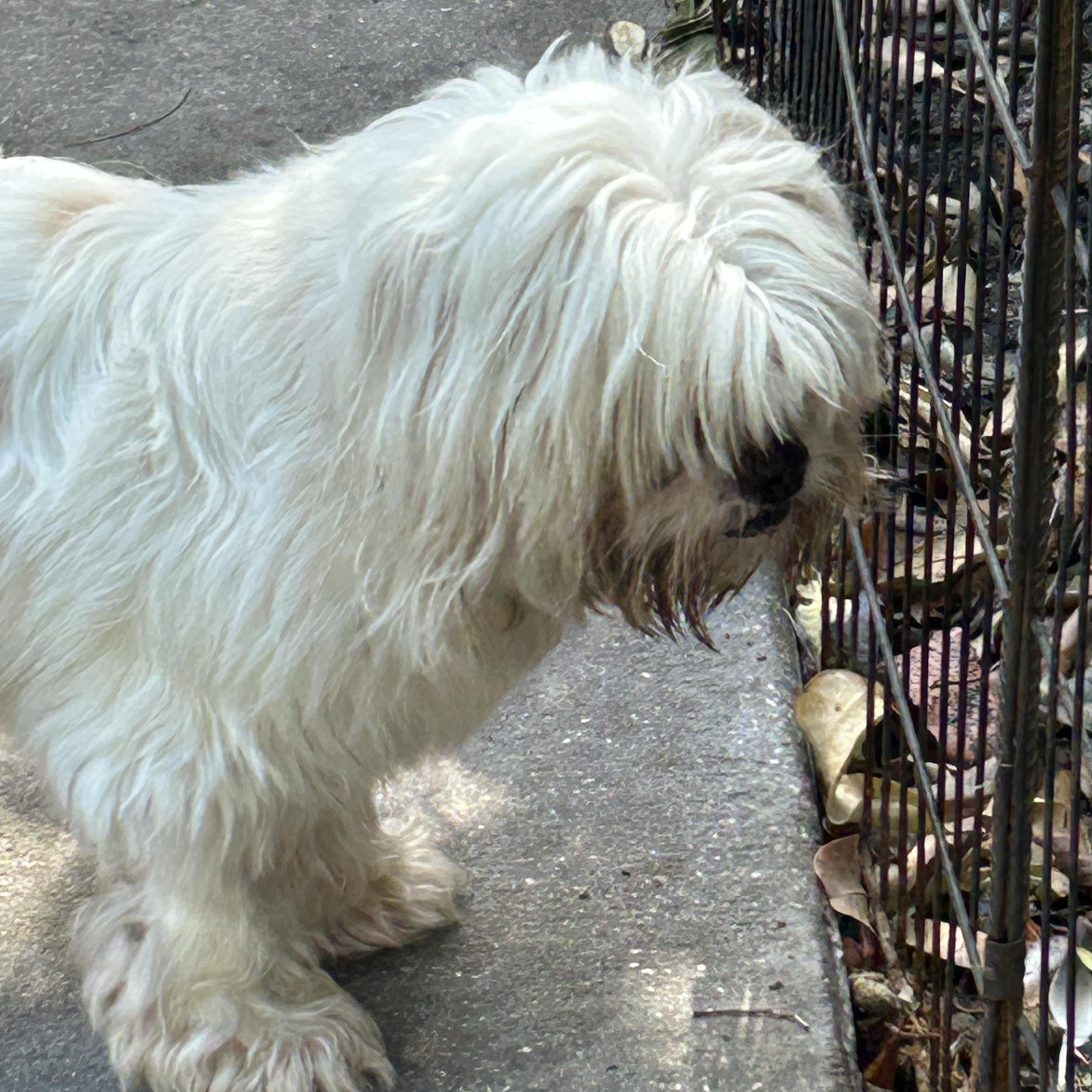 Enlarge Missy Lhasa, a ADOPTABLE Lhasa Apso in Sarasota, FL image 2/6