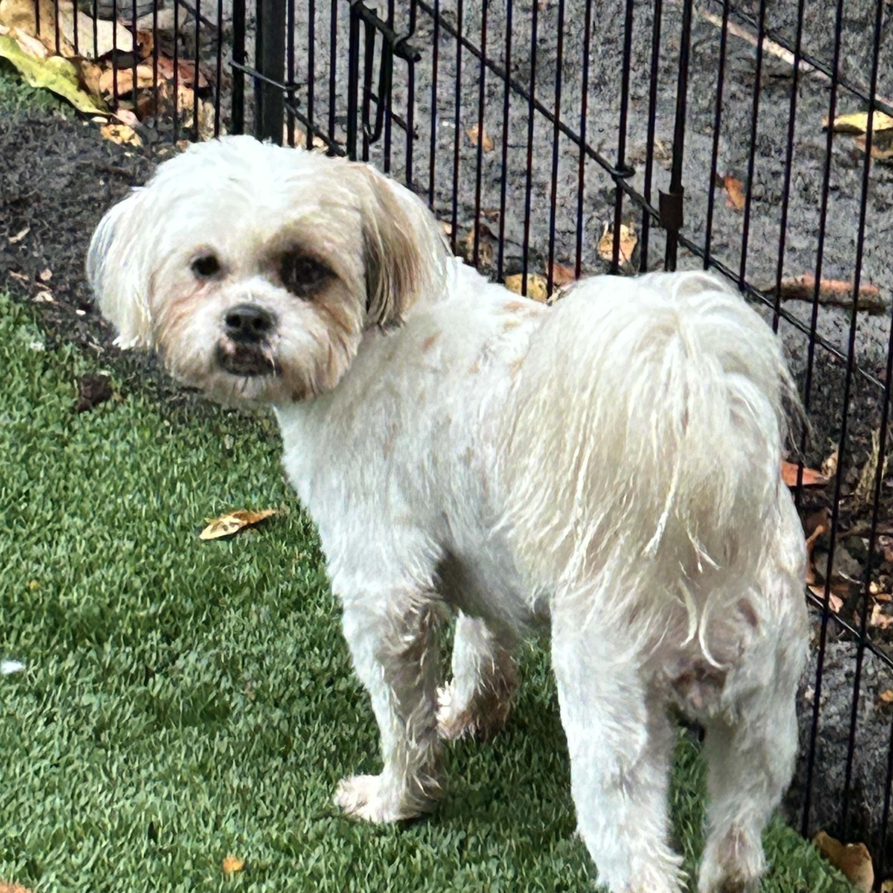 Enlarge Missy Lhasa, a ADOPTABLE Lhasa Apso in Sarasota, FL image 6/6