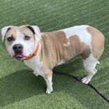 Mabel, adopted, Adult Female American Bulldog.