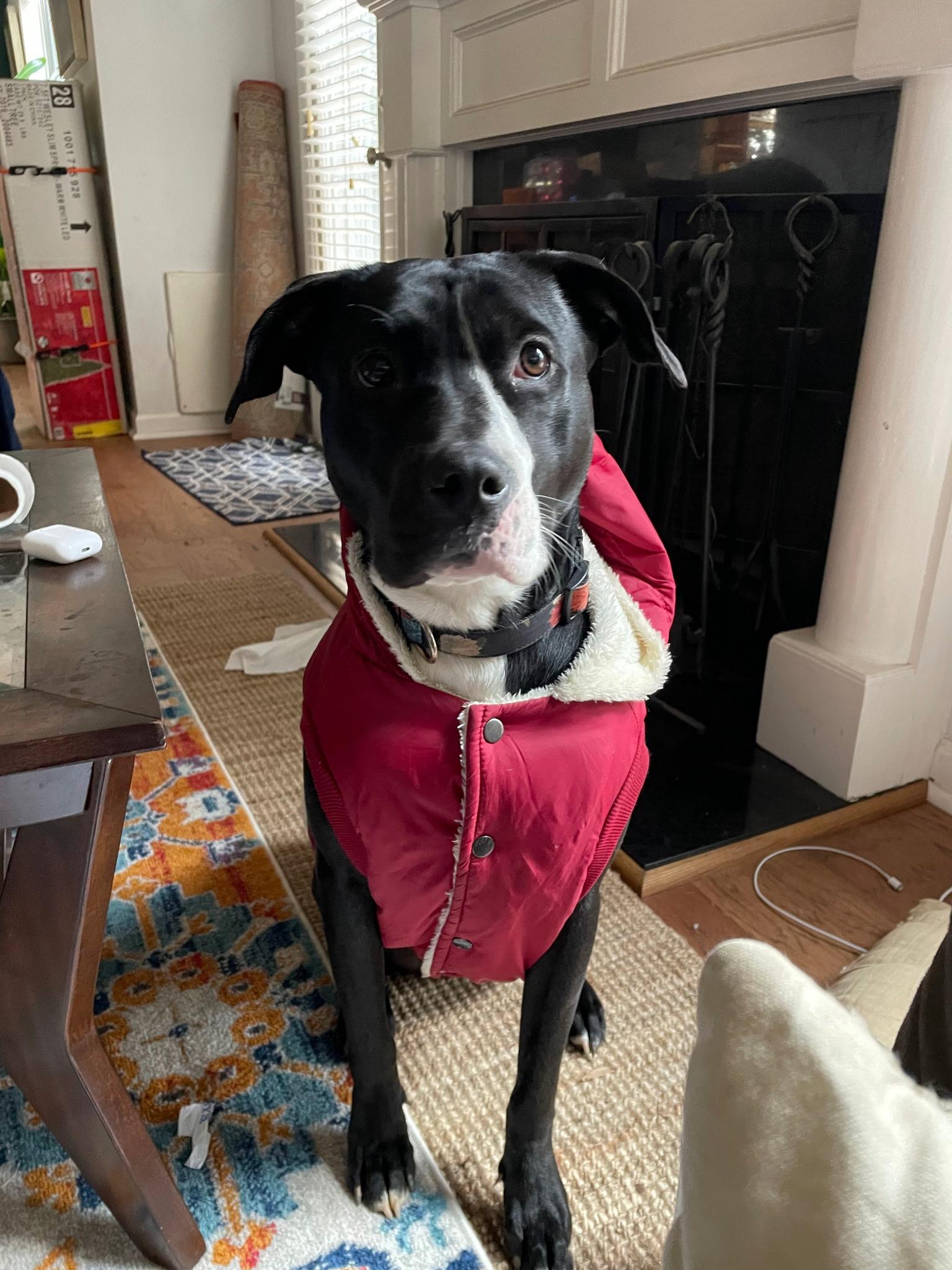 Harley, Adoptable, Adult Female Boxer & Pit Bull Terrier.