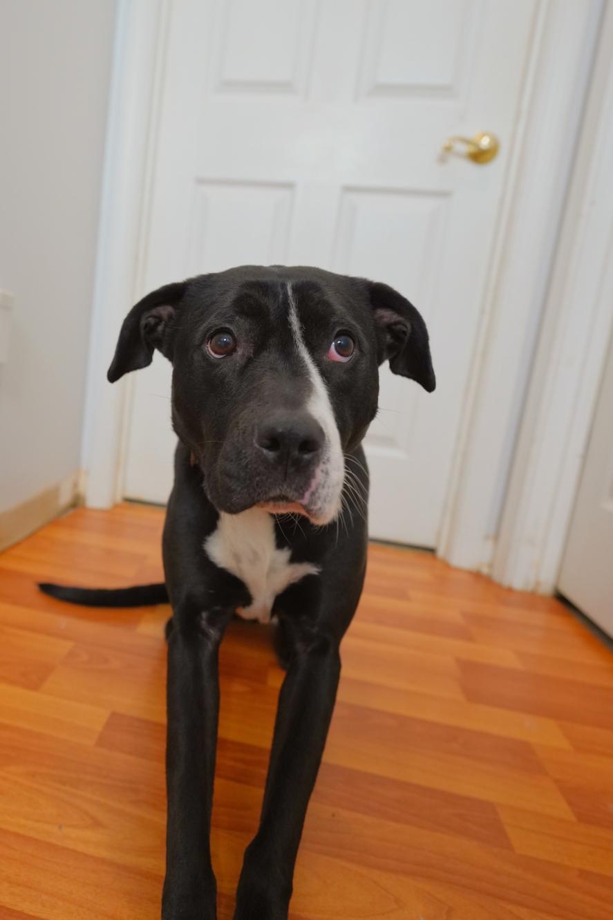 Harley, a Adoptable mixed breed in Chamblee, GA image 1/6