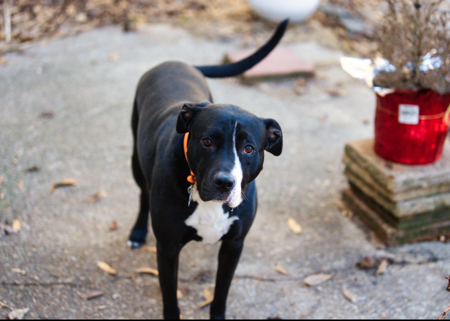 Harley, a Adoptable mixed breed in Chamblee, GA image 2/6