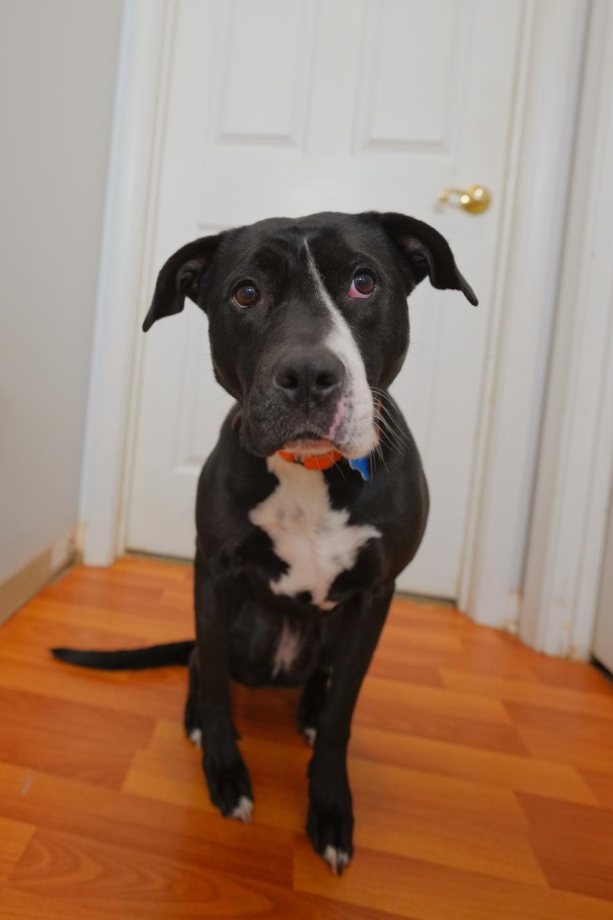 Harley, a Adoptable mixed breed in Chamblee, GA image 3/6