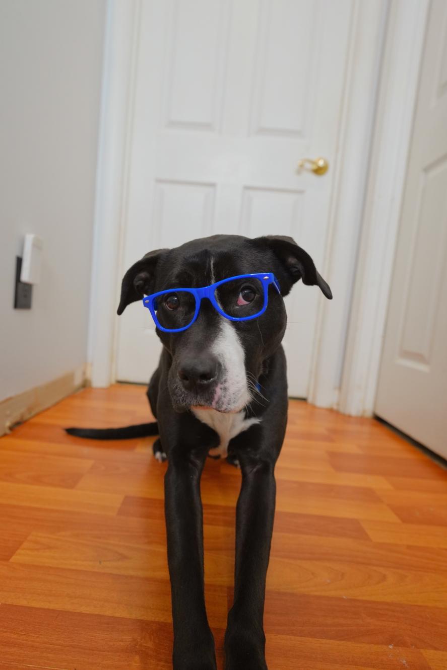 Harley, a Adoptable mixed breed in Chamblee, GA image 4/6