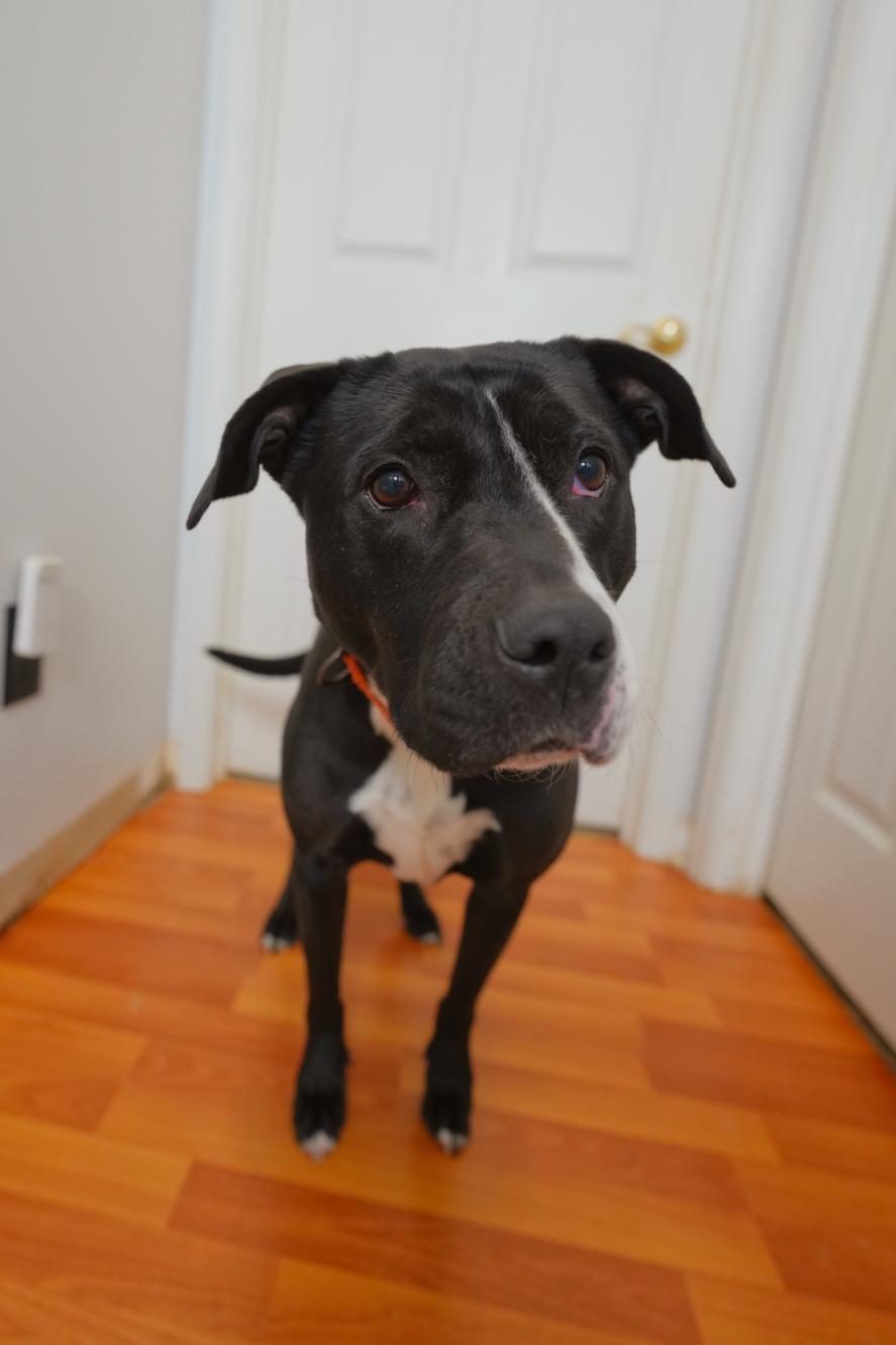 Harley, a Adoptable mixed breed in Chamblee, GA image 2/6