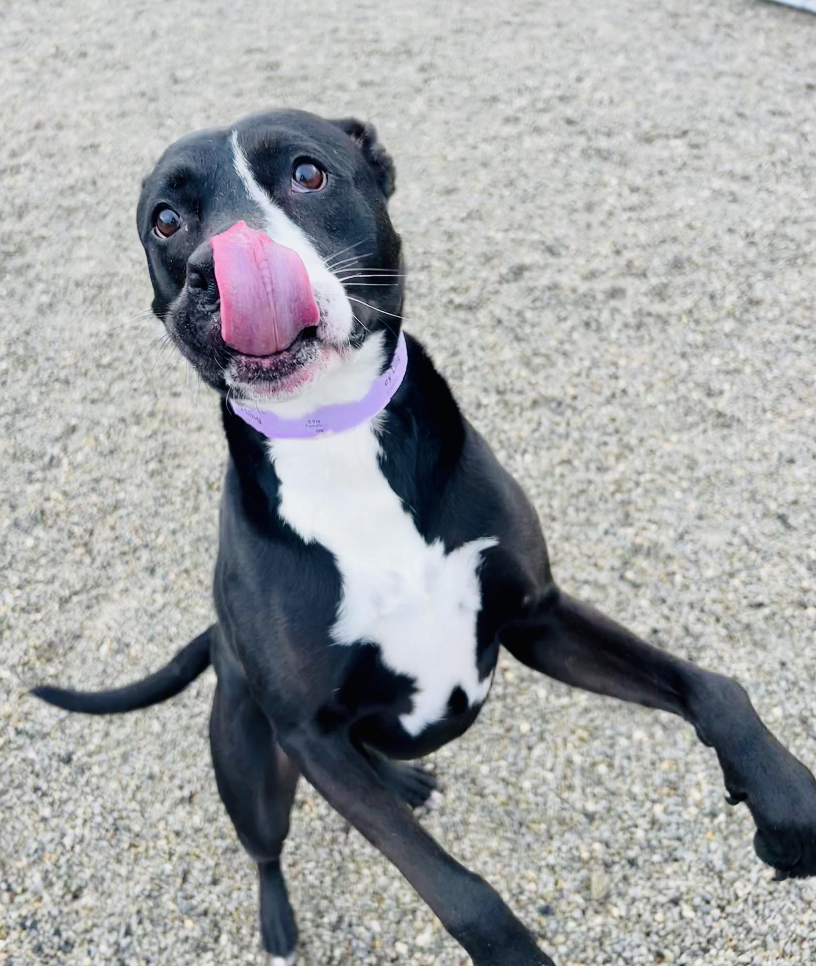 Harley, a Adoptable mixed breed in Chamblee, GA image 3/6