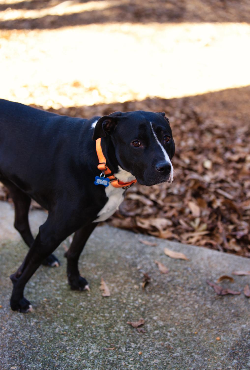 Harley, Adoptable, Adult Female Boxer & Pit Bull Terrier.