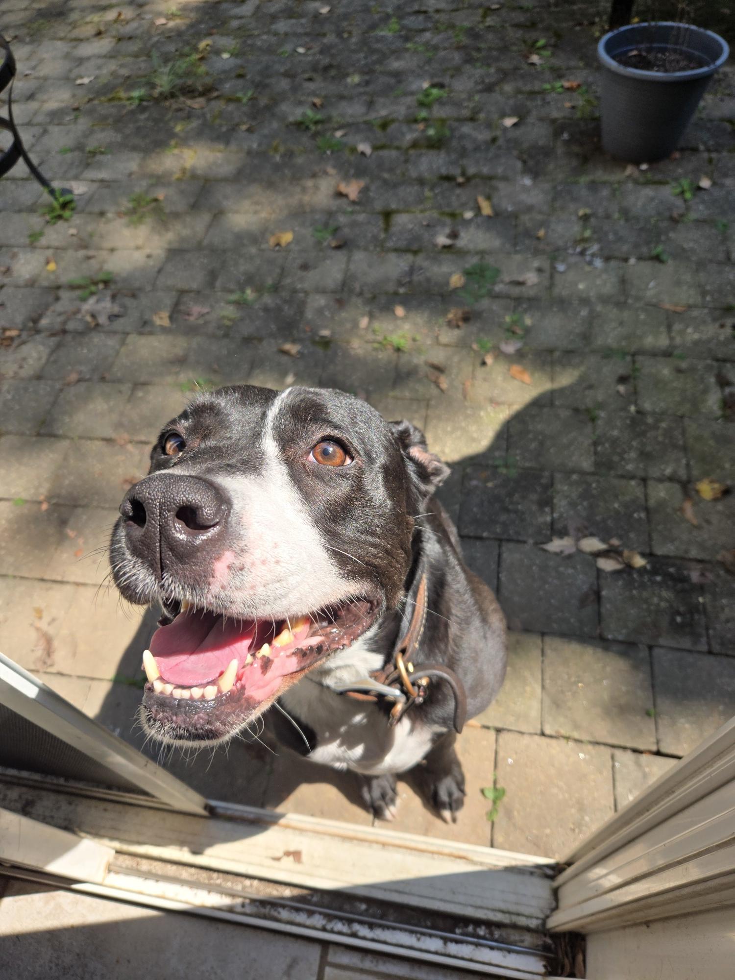 Harley, a Adoptable mixed breed in Chamblee, GA image 4/6