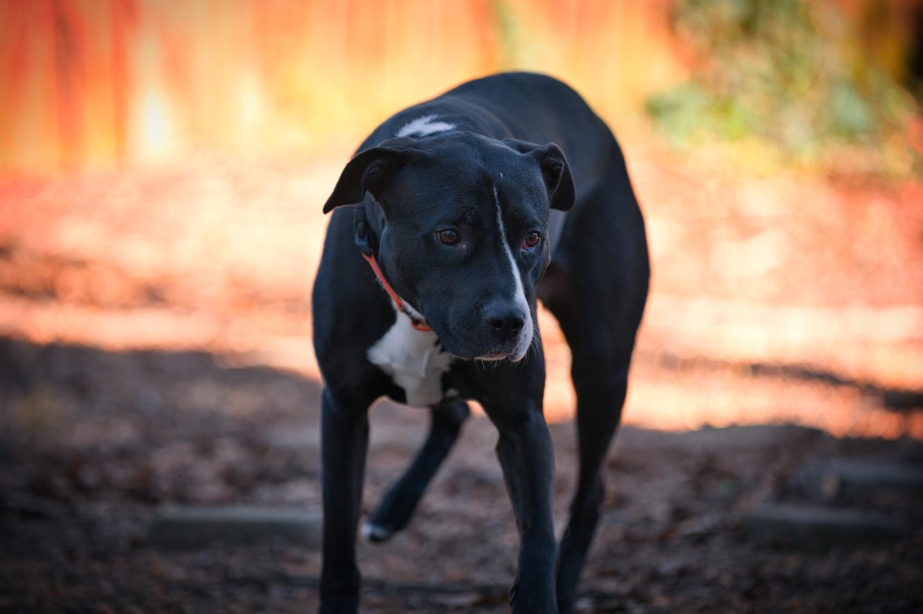 Harley, a Adoptable mixed breed in Chamblee, GA image 5/6