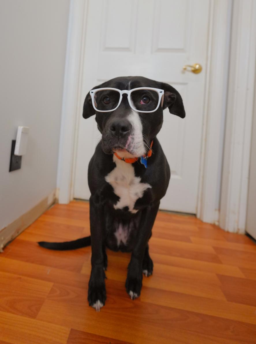 Harley, a Adoptable mixed breed in Chamblee, GA image 4/6