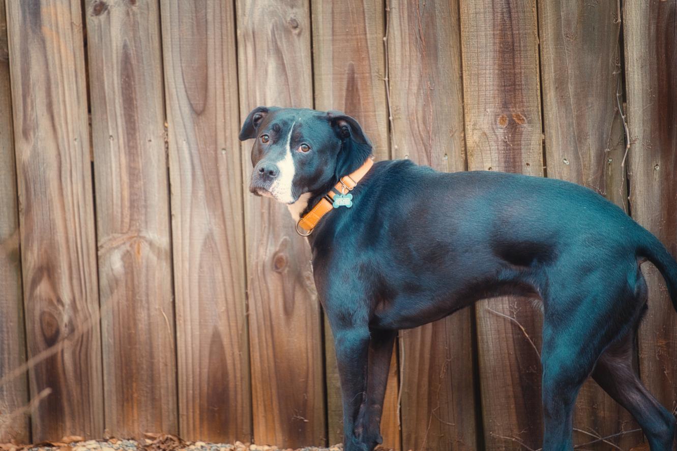 Enlarge Harley, a Adoptable mixed breed in Chamblee, GA image 3/6