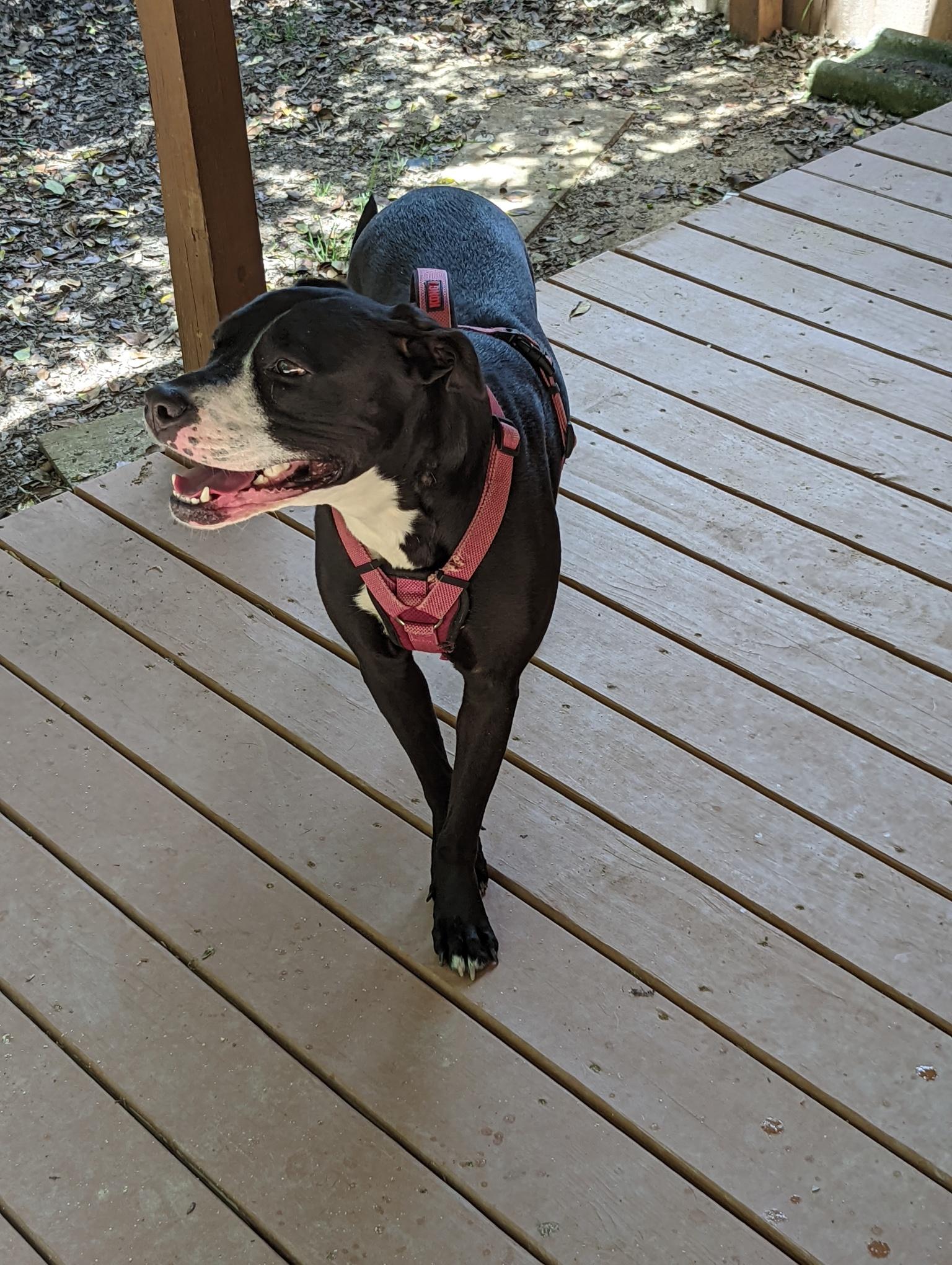 Harley, a Adoptable mixed breed in Chamblee, GA image 5/6