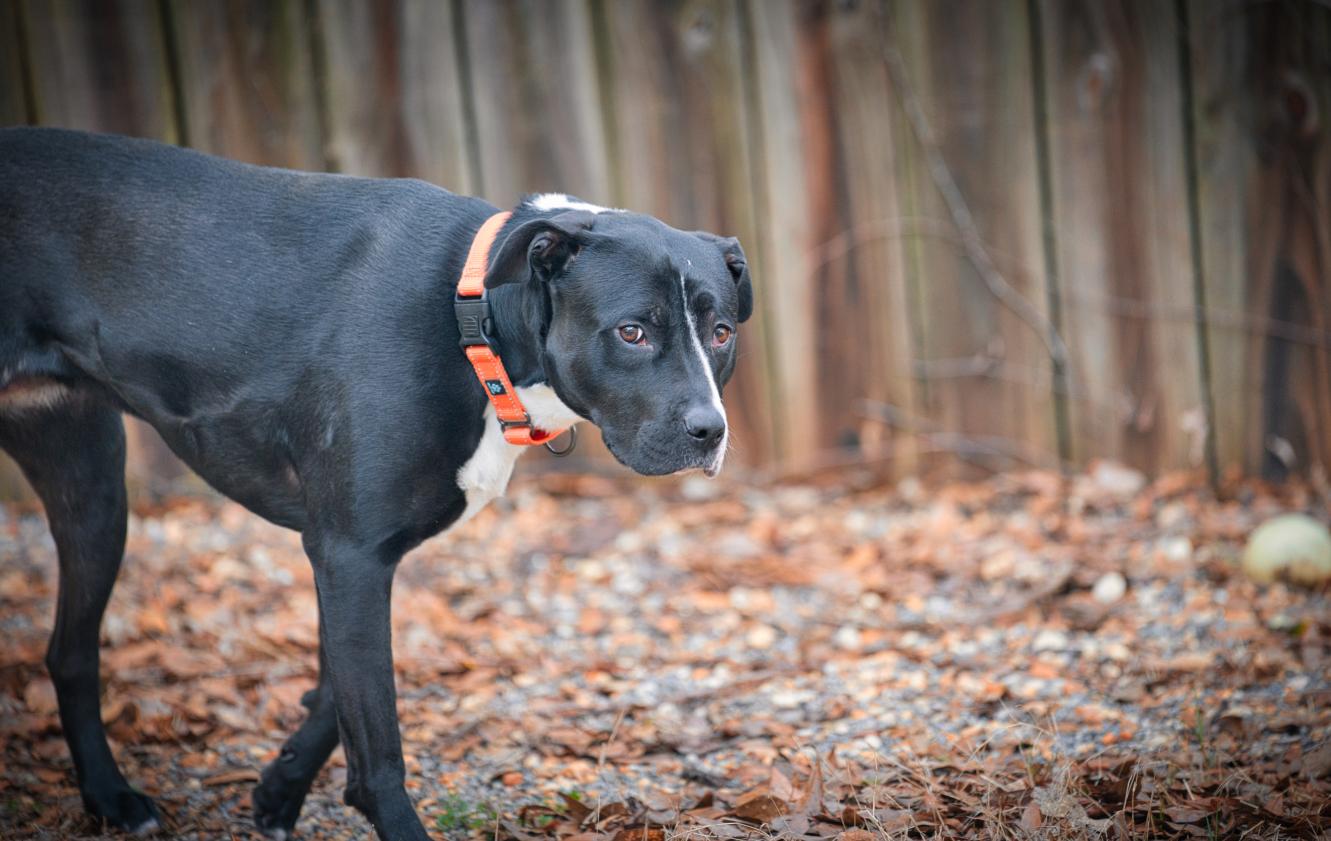 Enlarge Harley, a Adoptable mixed breed in Chamblee, GA image 4/6