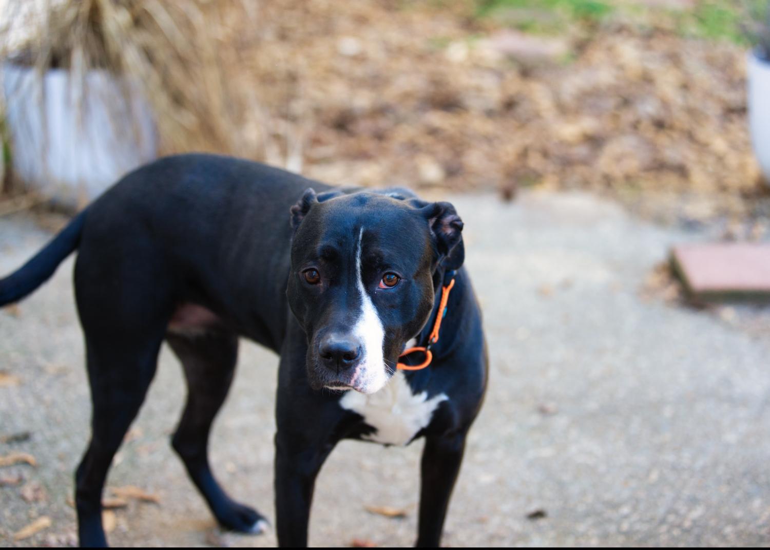 Enlarge Harley, a Adoptable mixed breed in Chamblee, GA image 6/6
