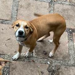 Holly, ADOPTABLE, Puppy Female Hound.