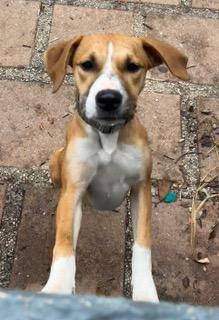 Enlarge Holly, a ADOPTABLE Hound in Longwood, FL image 2/4