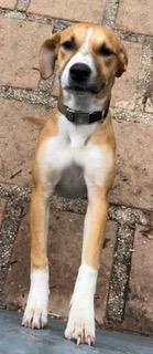 Enlarge Holly, a ADOPTABLE Hound in Longwood, FL image 3/4