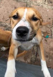 Enlarge Holly, a ADOPTABLE Hound in Longwood, FL image 4/4