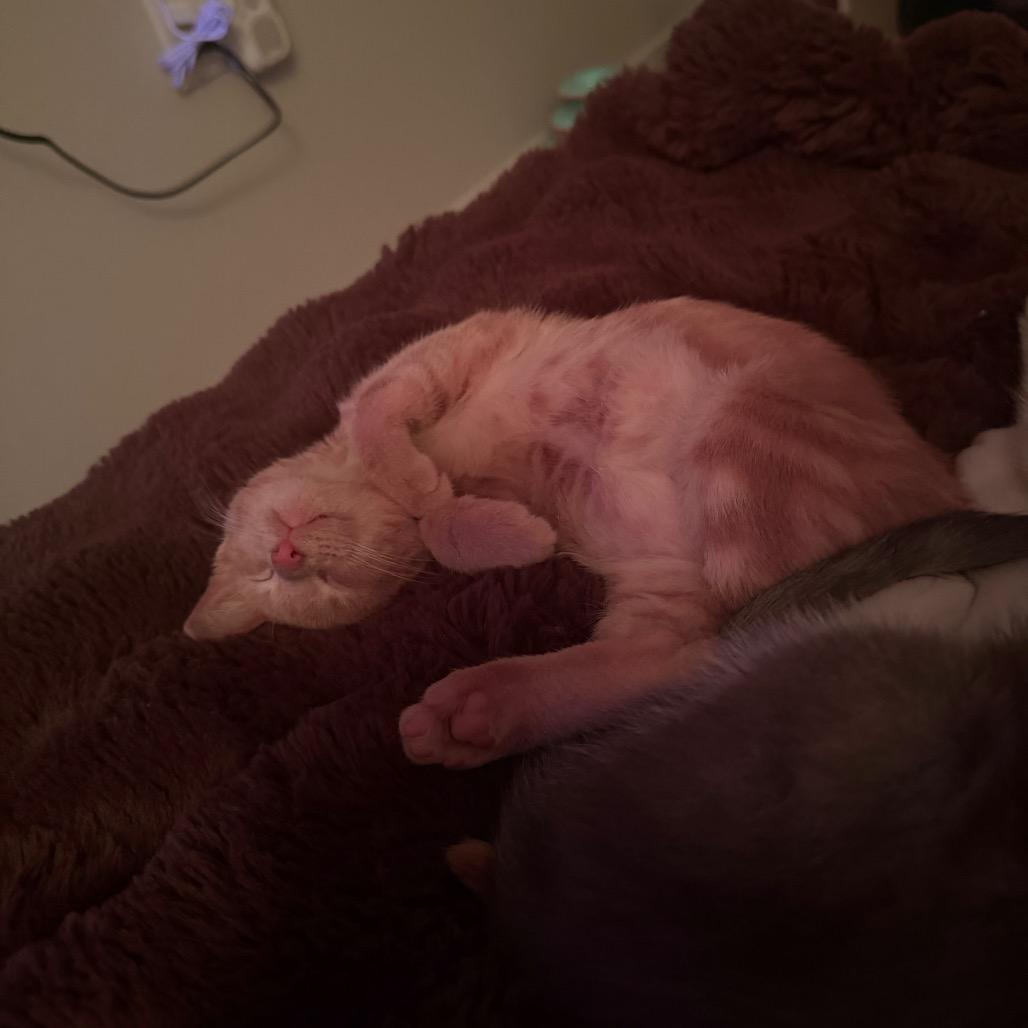 Enlarge Simon, a Adopted Domestic Short Hair in Boulder, CO image 3/5