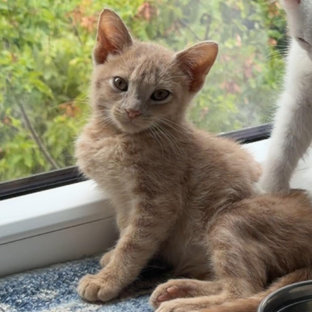 Simon, Adoptable, Kitten Male Domestic Short Hair.
