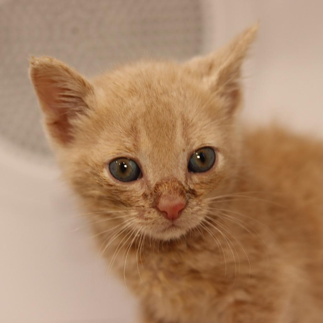 Enlarge Simon, a Adopted Domestic Short Hair in Boulder, CO image 5/5