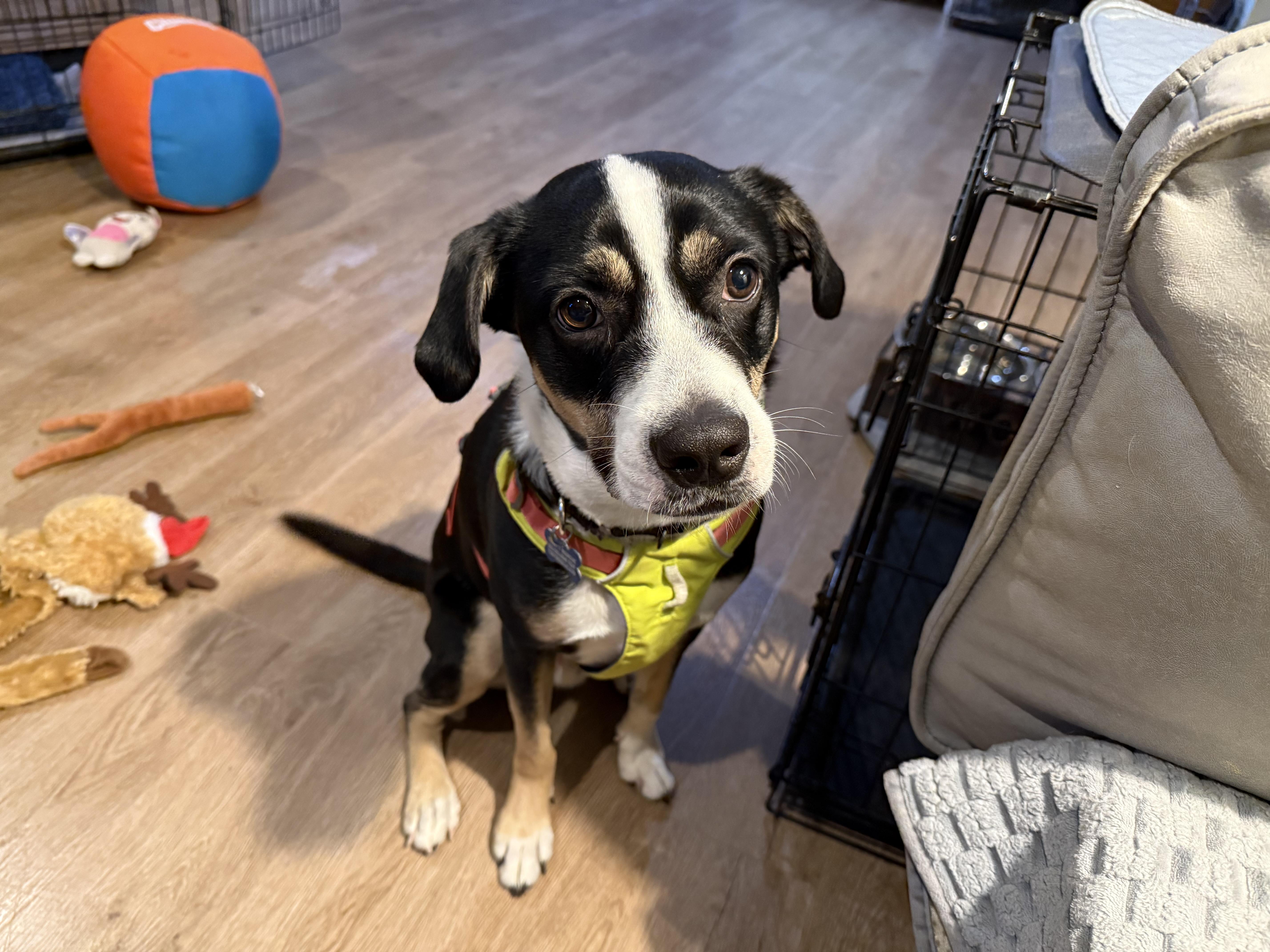 Enlarge Rocky G, a Adopted mixed breed in chevy chase, MD image 3/5