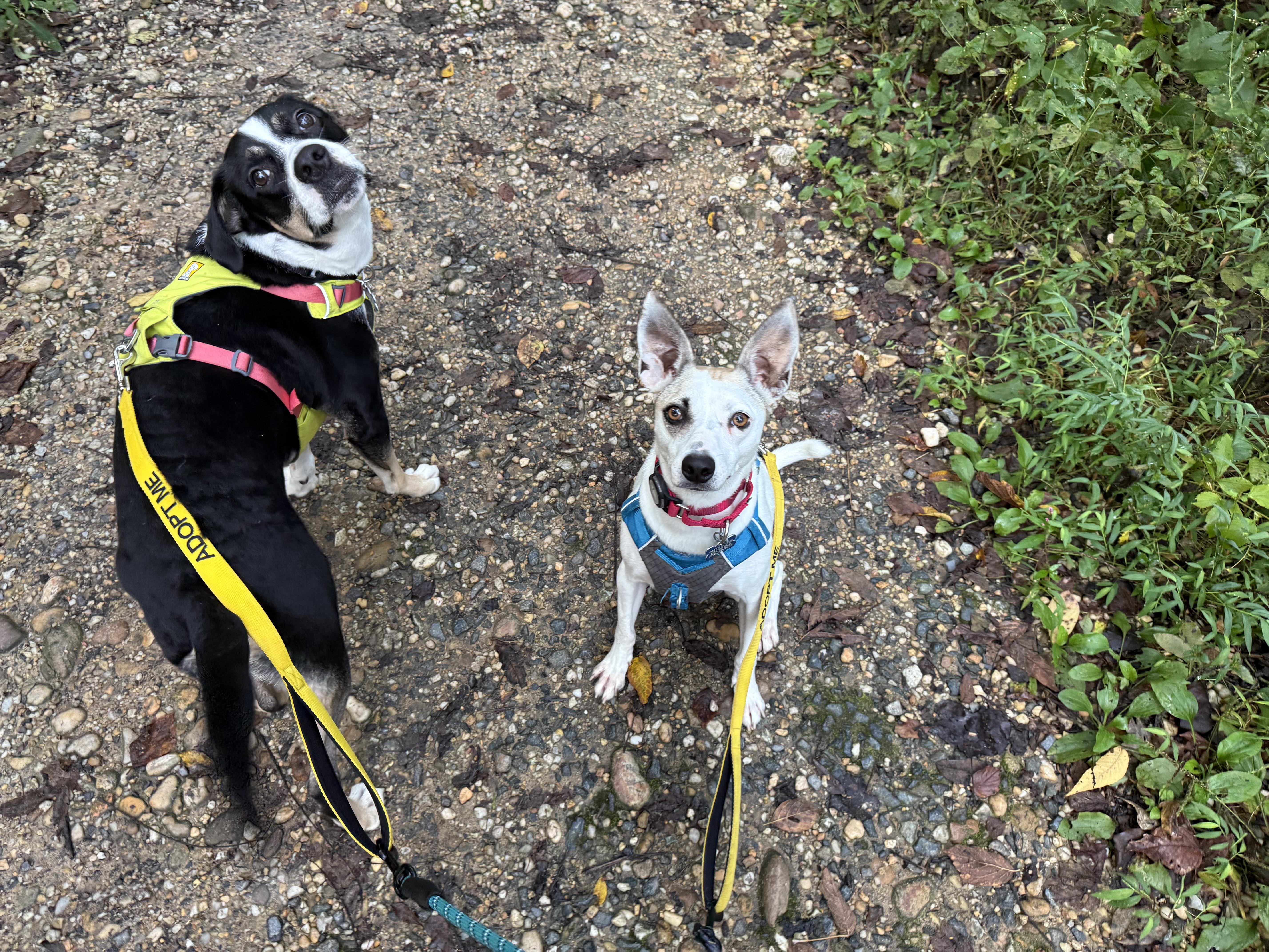 Enlarge Rocky G, a Adopted mixed breed in chevy chase, MD image 2/5