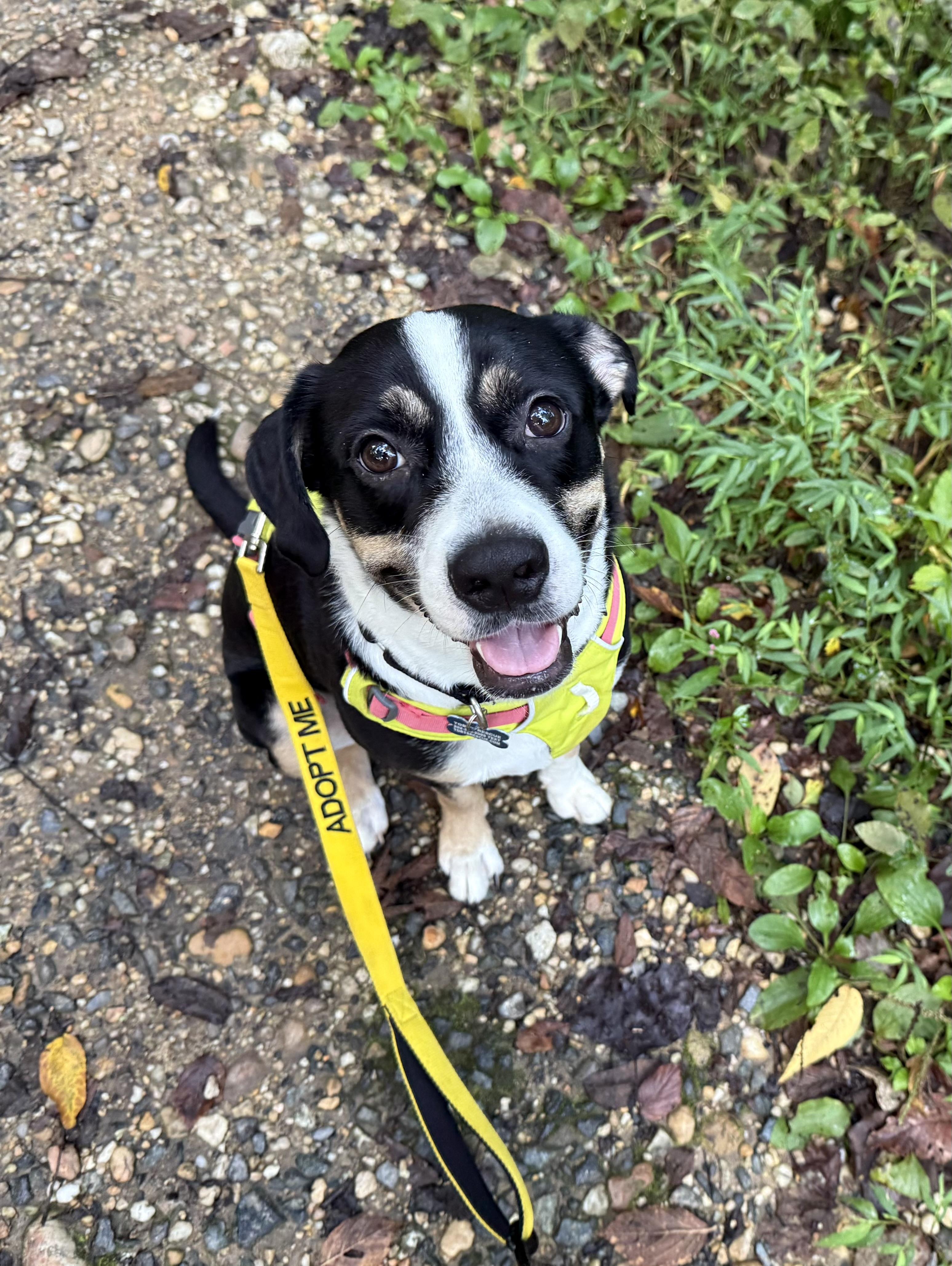 Rocky G, Adopted, Adult Male American Foxhound.