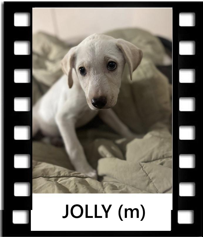 Enlarge Jolly, a Adoptable mixed breed in Navarre, FL image 1/1