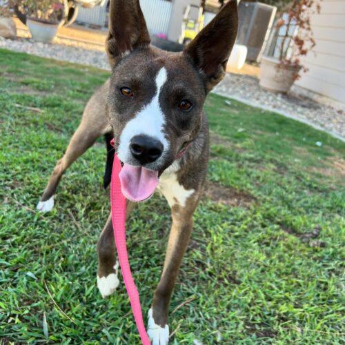 River, Adoptable, Young Female Australian Kelpie & Mixed Breed.