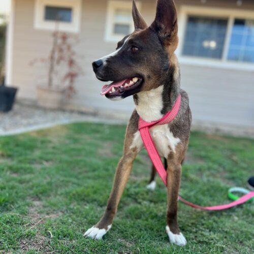 Enlarge River, a Adoptable mixed breed in Visalia, CA image 2/6