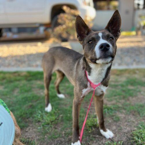 Enlarge River, a Adoptable mixed breed in Visalia, CA image 3/6
