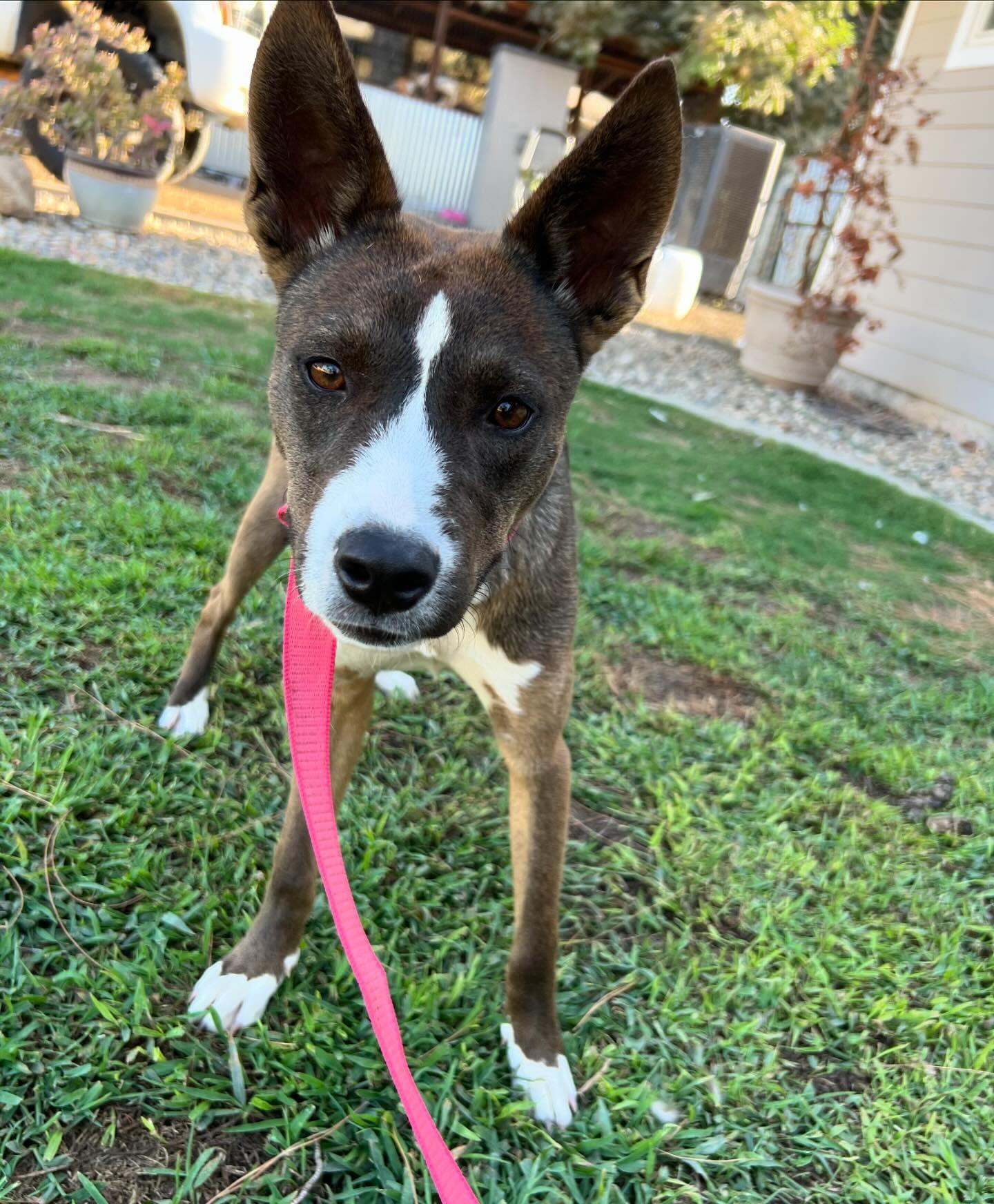 Enlarge River, a Adoptable mixed breed in Visalia, CA image 4/6