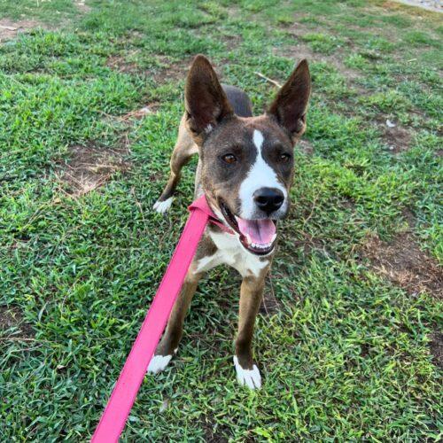 Enlarge River, a Adoptable mixed breed in Visalia, CA image 5/6