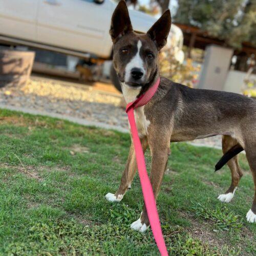 Enlarge River, a Adoptable mixed breed in Visalia, CA image 6/6