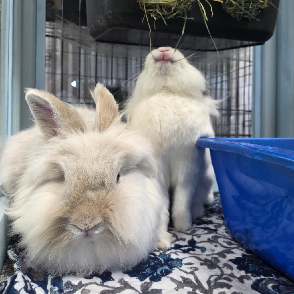 Pickles, a Adoptable Lionhead in Hilliard , FL image 2/5